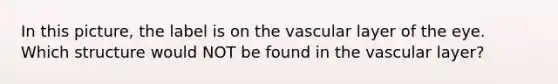 In this picture, the label is on the vascular layer of the eye. Which structure would NOT be found in the vascular layer?