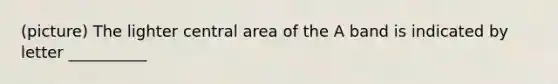 (picture) The lighter central area of the A band is indicated by letter __________