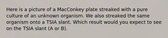 Here is a picture of a MacConkey plate streaked with a pure culture of an unknown organism. We also streaked the same organism onto a TSIA slant. Which result would you expect to see on the TSIA slant (A or B).