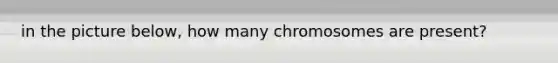 in the picture below, how many chromosomes are present?