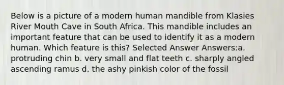 Below is a picture of a modern human mandible from Klasies River Mouth Cave in South Africa. This mandible includes an important feature that can be used to identify it as a modern human. Which feature is this? Selected Answer Answers:a. protruding chin b. very small and flat teeth c. sharply angled ascending ramus d. the ashy pinkish color of the fossil