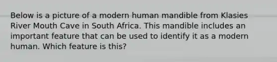 Below is a picture of a modern human mandible from Klasies River Mouth Cave in South Africa. This mandible includes an important feature that can be used to identify it as a modern human. Which feature is this?