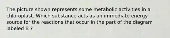 The picture shown represents some metabolic activities in a chloroplast. Which substance acts as an immediate energy source for the reactions that occur in the part of the diagram labeled B ?