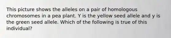 This picture shows the alleles on a pair of homologous chromosomes in a pea plant. Y is the yellow seed allele and y is the green seed allele. Which of the following is true of this individual?