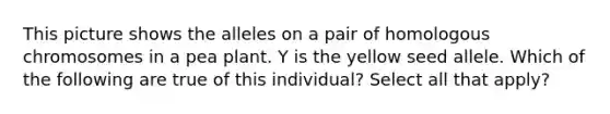 This picture shows the alleles on a pair of homologous chromosomes in a pea plant. Y is the yellow seed allele. Which of the following are true of this individual? Select all that apply?