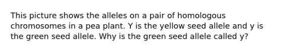 This picture shows the alleles on a pair of homologous chromosomes in a pea plant. Y is the yellow seed allele and y is the green seed allele. Why is the green seed allele called y?