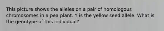 This picture shows the alleles on a pair of homologous chromosomes in a pea plant. Y is the yellow seed allele. What is the genotype of this individual?