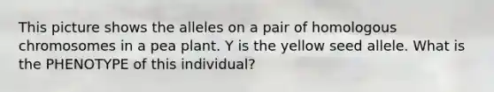 This picture shows the alleles on a pair of homologous chromosomes in a pea plant. Y is the yellow seed allele. What is the PHENOTYPE of this individual?