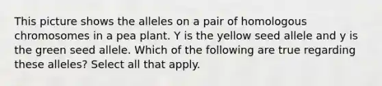 This picture shows the alleles on a pair of homologous chromosomes in a pea plant. Y is the yellow seed allele and y is the green seed allele. Which of the following are true regarding these alleles? Select all that apply.