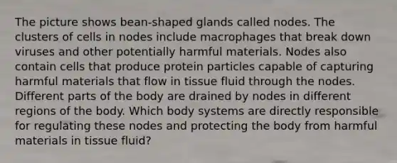 The picture shows bean-shaped glands called nodes. The clusters of cells in nodes include macrophages that break down viruses and other potentially harmful materials. Nodes also contain cells that produce protein particles capable of capturing harmful materials that flow in tissue fluid through the nodes. Different parts of the body are drained by nodes in different regions of the body. Which body systems are directly responsible for regulating these nodes and protecting the body from harmful materials in tissue fluid?