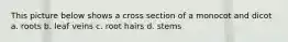 This picture below shows a cross section of a monocot and dicot a. roots b. leaf veins c. root hairs d. stems