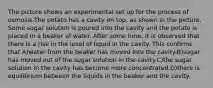 The picture shows an experimental set up for the process of osmosis.The potato has a cavity on top, as shown in the picture. Some sugar solution is poured into the cavity and the potato is placed in a beaker of water. After some time, it is observed that there is a rise in the level of liquid in the cavity. This confirms that A)water from the beaker has moved into the cavity.B)sugar has moved out of the sugar solution in the cavity.C)the sugar solution in the cavity has become more concentrated.D)there is equilibrium between the liquids in the beaker and the cavity.