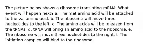 The picture below shows a ribosome translating mRNA. What event will happen next? a. The met amino acid will be attached to the val amino acid. b. The ribosome will move three nucleotides to the left. c. The <a href='https://www.questionai.com/knowledge/k9gb720LCl-amino-acids' class='anchor-knowledge'>amino acids</a> will be released from the tRNAs. d. tRNA will bring an amino acid to the ribosome. e. The ribosome will move three nucleotides to the right. f. The initiation complex will bind to the ribosome.