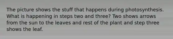 The picture shows the stuff that happens during photosynthesis. What is happening in steps two and three? Two shows arrows from the sun to the leaves and rest of the plant and step three shows the leaf.