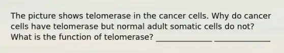 The picture shows telomerase in the cancer cells. Why do cancer cells have telomerase but normal adult somatic cells do not? What is the function of telomerase? ______________ ______________