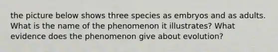 the picture below shows three species as embryos and as adults. What is the name of the phenomenon it illustrates? What evidence does the phenomenon give about evolution?