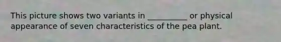 This picture shows two variants in __________ or physical appearance of seven characteristics of the pea plant.