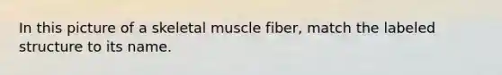 In this picture of a skeletal muscle fiber, match the labeled structure to its name.