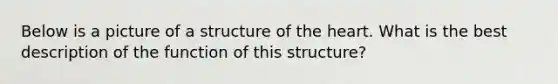 Below is a picture of a structure of the heart. What is the best description of the function of this structure?