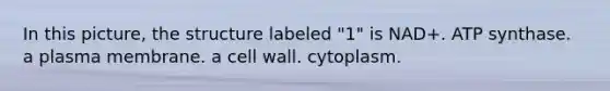 In this picture, the structure labeled "1" is NAD+. ATP synthase. a plasma membrane. a cell wall. cytoplasm.