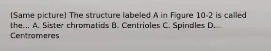 (Same picture) The structure labeled A in Figure 10-2 is called the... A. Sister chromatids B. Centrioles C. Spindles D. Centromeres