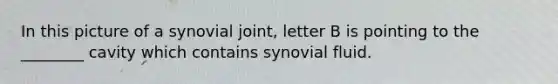 In this picture of a synovial joint, letter B is pointing to the ________ cavity which contains synovial fluid.