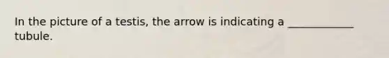 In the picture of a testis, the arrow is indicating a ____________ tubule.