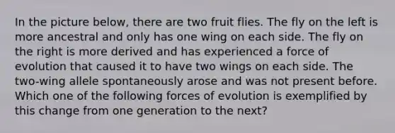 In the picture below, there are two fruit flies. The fly on the left is more ancestral and only has one wing on each side. The fly on the right is more derived and has experienced a force of evolution that caused it to have two wings on each side. The two-wing allele spontaneously arose and was not present before. Which one of the following forces of evolution is exemplified by this change from one generation to the next?