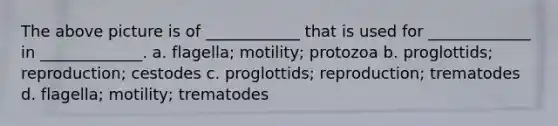 The above picture is of ____________ that is used for _____________ in _____________. a. flagella; motility; protozoa b. proglottids; reproduction; cestodes c. proglottids; reproduction; trematodes d. flagella; motility; trematodes