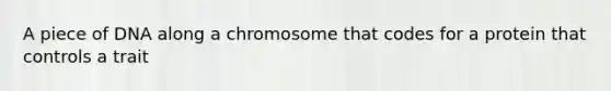 A piece of DNA along a chromosome that codes for a protein that controls a trait