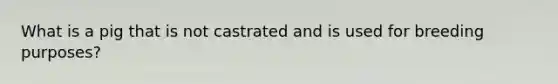 What is a pig that is not castrated and is used for breeding purposes?