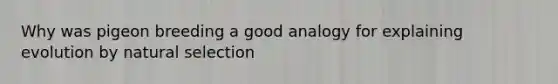 Why was pigeon breeding a good analogy for explaining evolution by natural selection