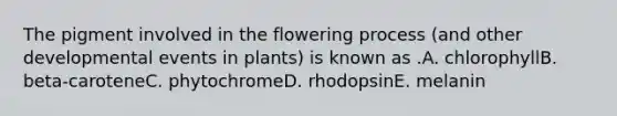 The pigment involved in the flowering process (and other developmental events in plants) is known as .A. chlorophyllB. beta-caroteneC. phytochromeD. rhodopsinE. melanin