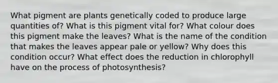 What pigment are plants genetically coded to produce large quantities of? What is this pigment vital for? What colour does this pigment make the leaves? What is the name of the condition that makes the leaves appear pale or yellow? Why does this condition occur? What effect does the reduction in chlorophyll have on the process of photosynthesis?