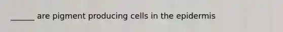 ______ are pigment producing cells in the epidermis