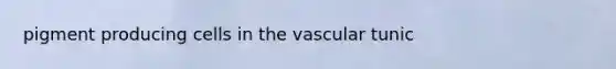 pigment producing cells in the vascular tunic