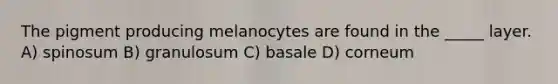 The pigment producing melanocytes are found in the _____ layer. A) spinosum B) granulosum C) basale D) corneum