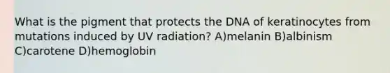 What is the pigment that protects the DNA of keratinocytes from mutations induced by UV radiation? A)melanin B)albinism C)carotene D)hemoglobin