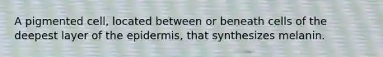 A pigmented cell, located between or beneath cells of the deepest layer of <a href='https://www.questionai.com/knowledge/kBFgQMpq6s-the-epidermis' class='anchor-knowledge'>the epidermis</a>, that synthesizes melanin.
