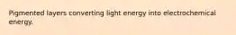 Pigmented layers converting light energy into electrochemical energy.