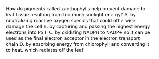 How do pigments called xanthophylls help prevent damage to leaf tissue resulting from too much sunlight energy? A. by neutralizing reactive oxygen species that could otherwise damage the cell B. by capturing and passing the highest energy electrons into PS II C. by oxidizing NADPH to NADP+ so it can be used as the final electron acceptor in the electron transport chain D. by absorbing energy from chlorophyll and converting it to heat, which radiates off the leaf