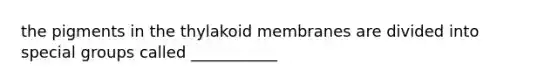 the pigments in the thylakoid membranes are divided into special groups called ___________