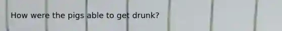 How were the pigs able to get drunk?