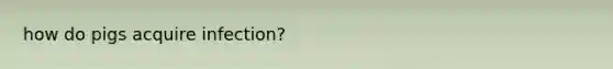 how do pigs acquire infection?