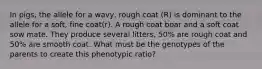 In pigs, the allele for a wavy, rough coat (R) is dominant to the allele for a soft, fine coat(r). A rough coat boar and a soft coat sow mate. They produce several litters, 50% are rough coat and 50% are smooth coat. What must be the genotypes of the parents to create this phenotypic ratio?