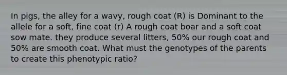 In pigs, the alley for a wavy, rough coat (R) is Dominant to the allele for a soft, fine coat (r) A rough coat boar and a soft coat sow mate. they produce several litters, 50% our rough coat and 50% are smooth coat. What must the genotypes of the parents to create this phenotypic ratio?