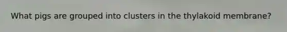 What pigs are grouped into clusters in the thylakoid membrane?