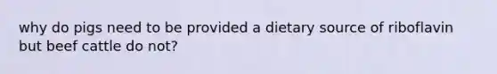 why do pigs need to be provided a dietary source of riboflavin but beef cattle do not?