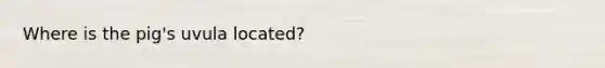 Where is the pig's uvula located?