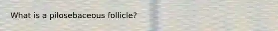What is a pilosebaceous follicle?